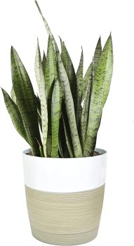 Costa Farms Premium Snake Plant, 2-3 Feet Tall
