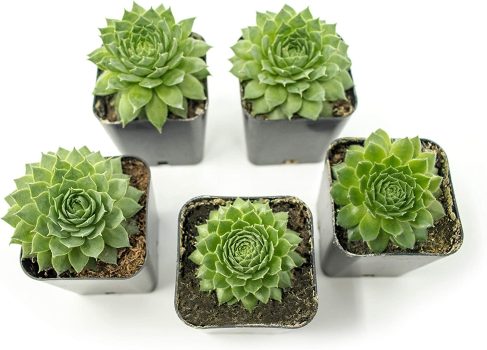 Sempervivum Succulents Plants Live Indoor Plants 5-Pack