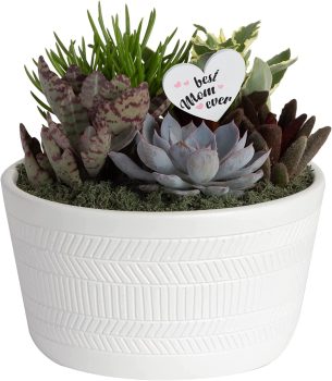 Costa Farms Live Succulent Fully Rooted Live Indoor Plants 6-In