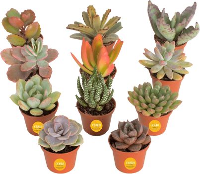 Costa Farms Live Succulent Plants 11-Pack