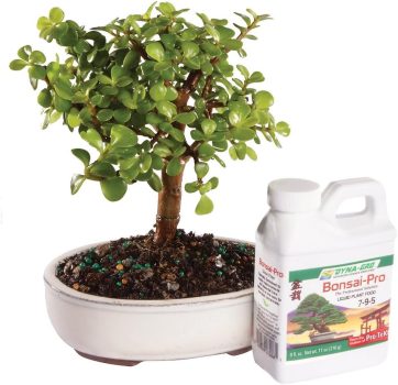 Brussels Live Dwarf Jade Indoor Bonsai Tree 4-6-inch Tall