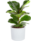 Costa Farms Little Fiddle Leaf Fig Tree 16-inch