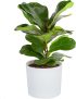 Costa Farms Little Fiddle Leaf Fig Tree 16-inch