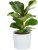 Costa Farms Little Fiddle Leaf Fig Tree 16-inch
