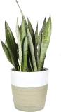 Costa Farms Premium Snake Plant, 2-3 Feet Tall