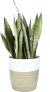 Costa Farms Premium Snake Plant, 2-3 Feet Tall