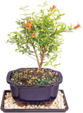 Brussels Live Dwarf Pomegranate Indoor Bonsai Tree