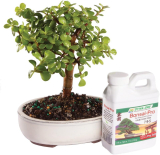 Brussels Live Dwarf Jade Indoor Bonsai Tree 4-6-inch Tall