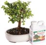 Brussels Live Dwarf Jade Indoor Bonsai Tree 4-6-inch Tall