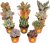 Costa Farms Live Succulent Plants 11-Pack