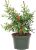 American Plant Exchange Live Miniature Pomegranate Plant 6-in Pot
