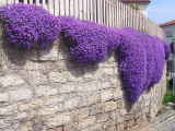 250 Aubrieta Seeds Cascade Purple Flower Seeds